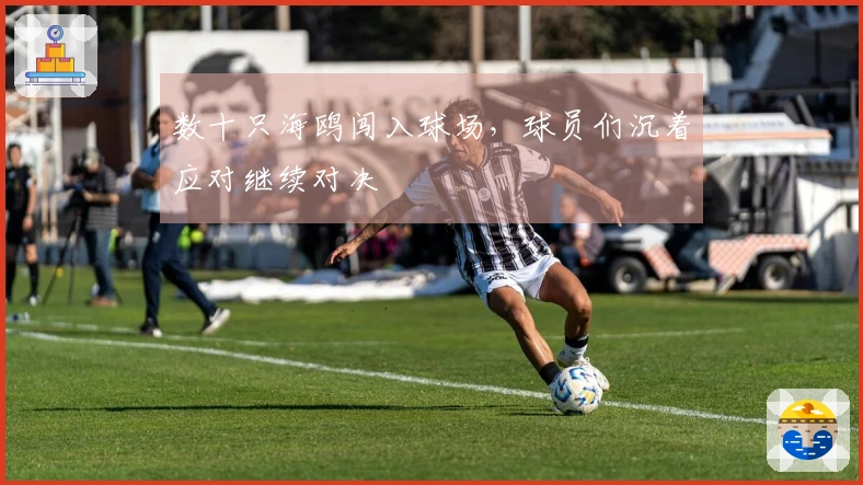 数十只海鸥闯入球场，球员们沉着应对继续对决