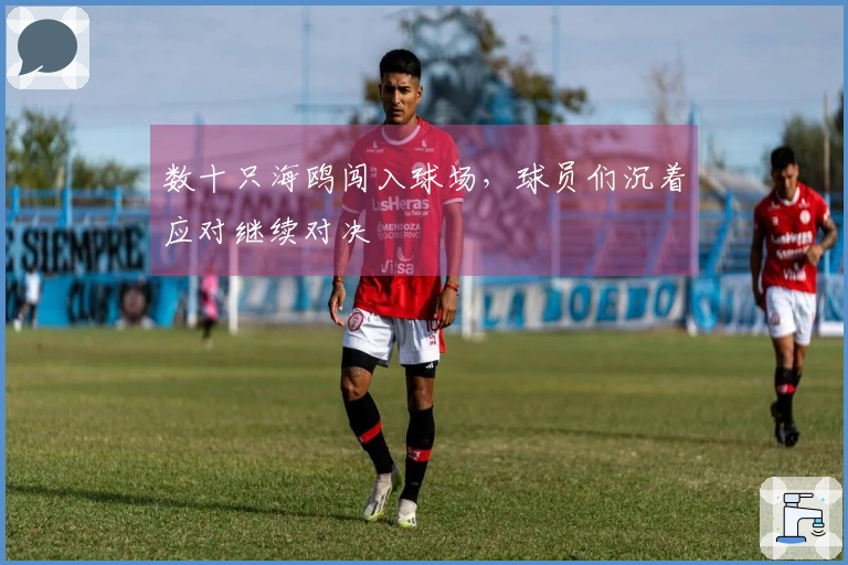 数十只海鸥闯入球场，球员们沉着应对继续对决